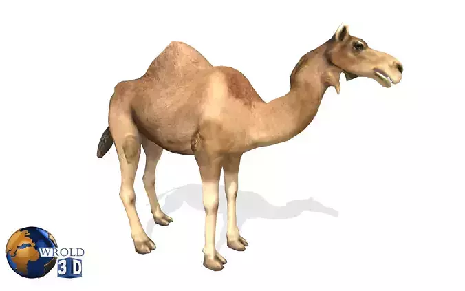 Camel Rigged Animated Lowpoly 3d model Low-poly 3D model