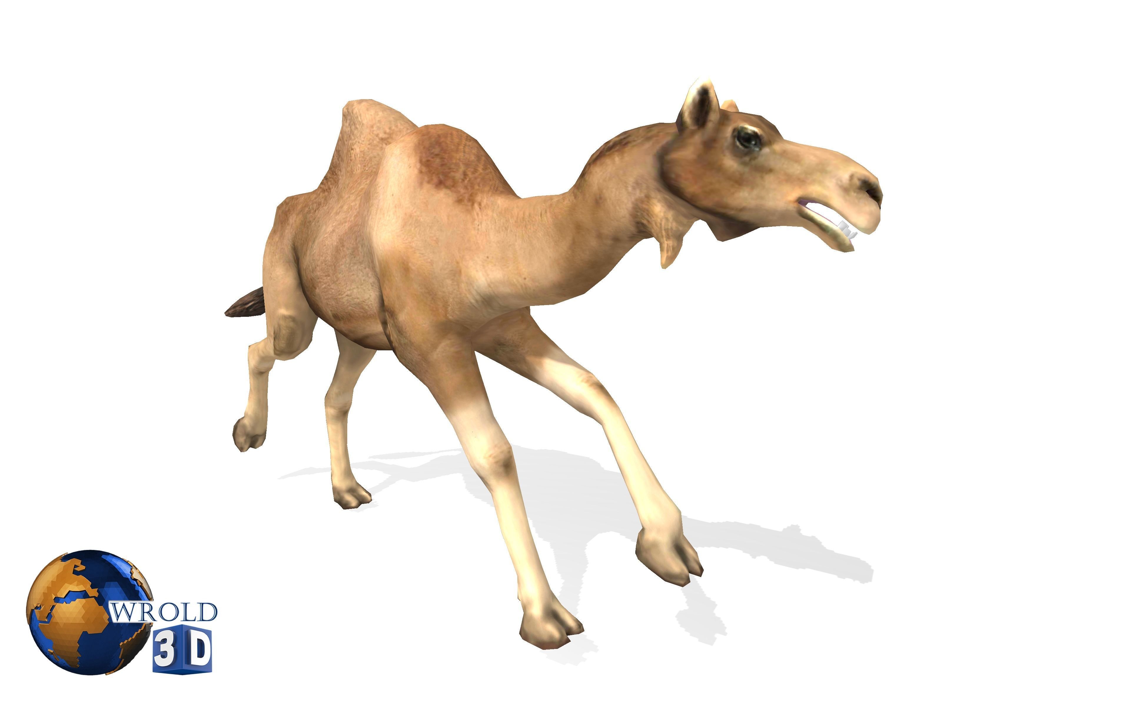 Camel Rigged Animated Lowpoly 3d model Low-poly 3D model_4