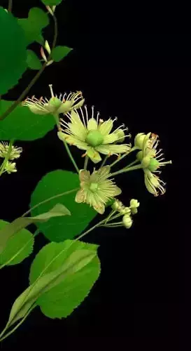 Flower Tilia Cordata Low-poly 3D model