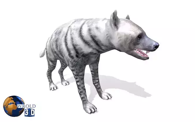 White Hyena Rigged Animated Lowpoly 3D Model Low-poly 3D model