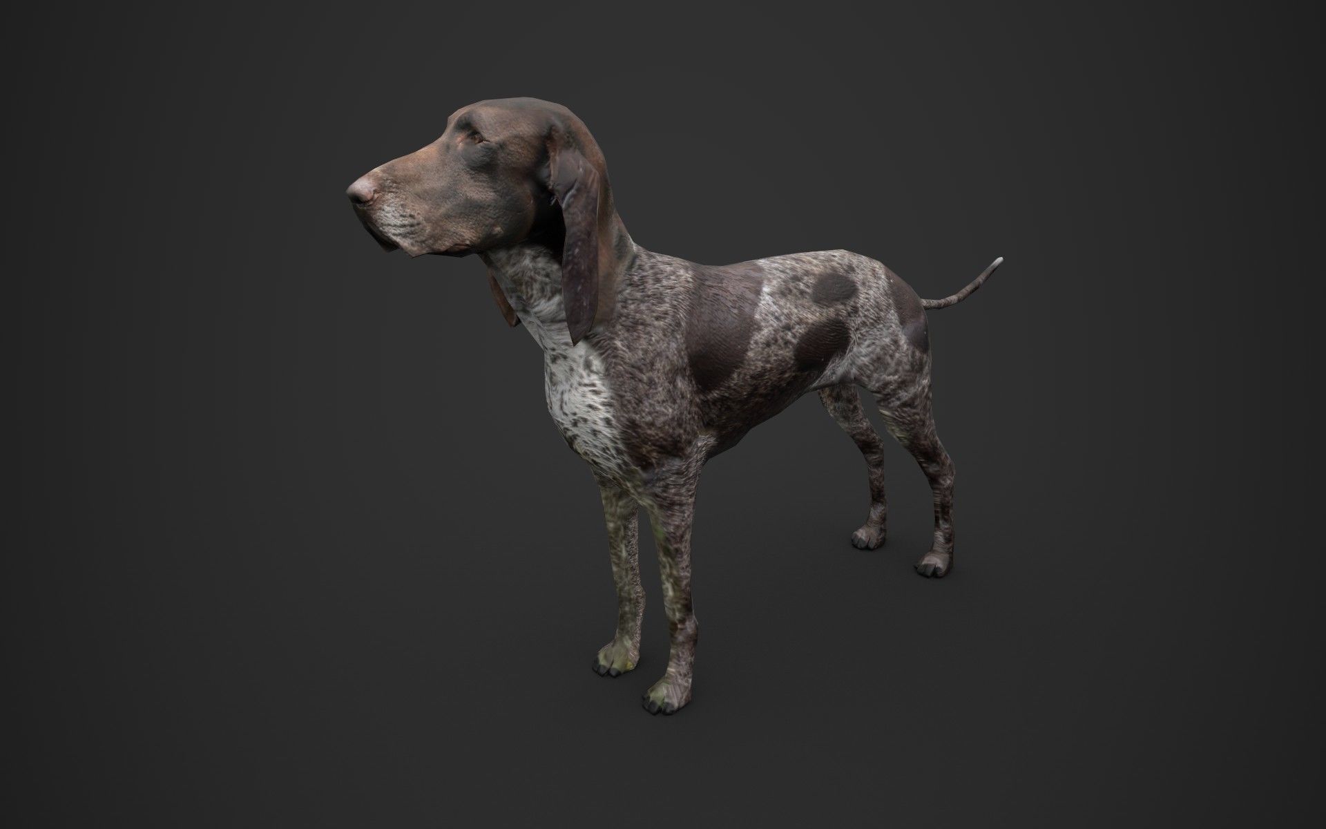 Dog low poly german shorthaired pointer Low-poly 3D model_3