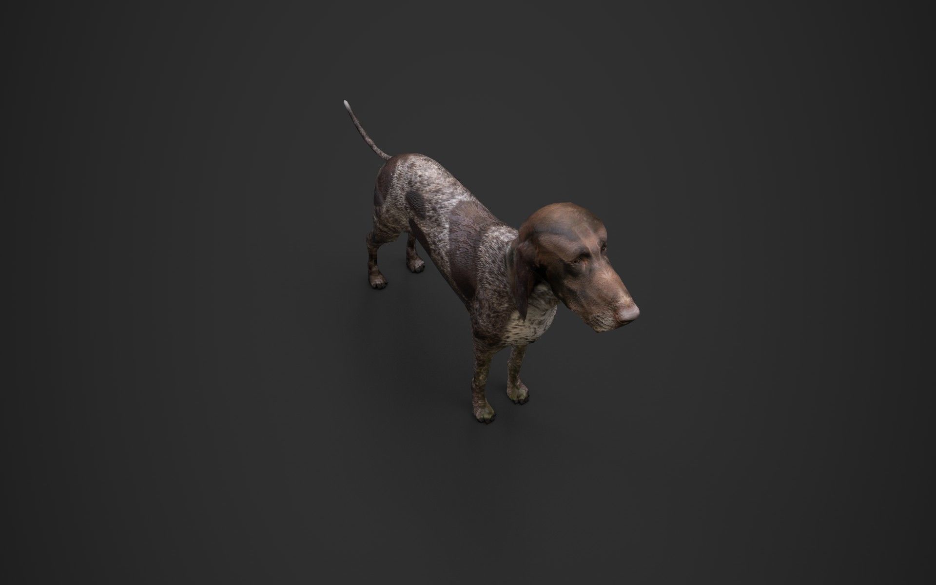 Dog low poly german shorthaired pointer Low-poly 3D model_2