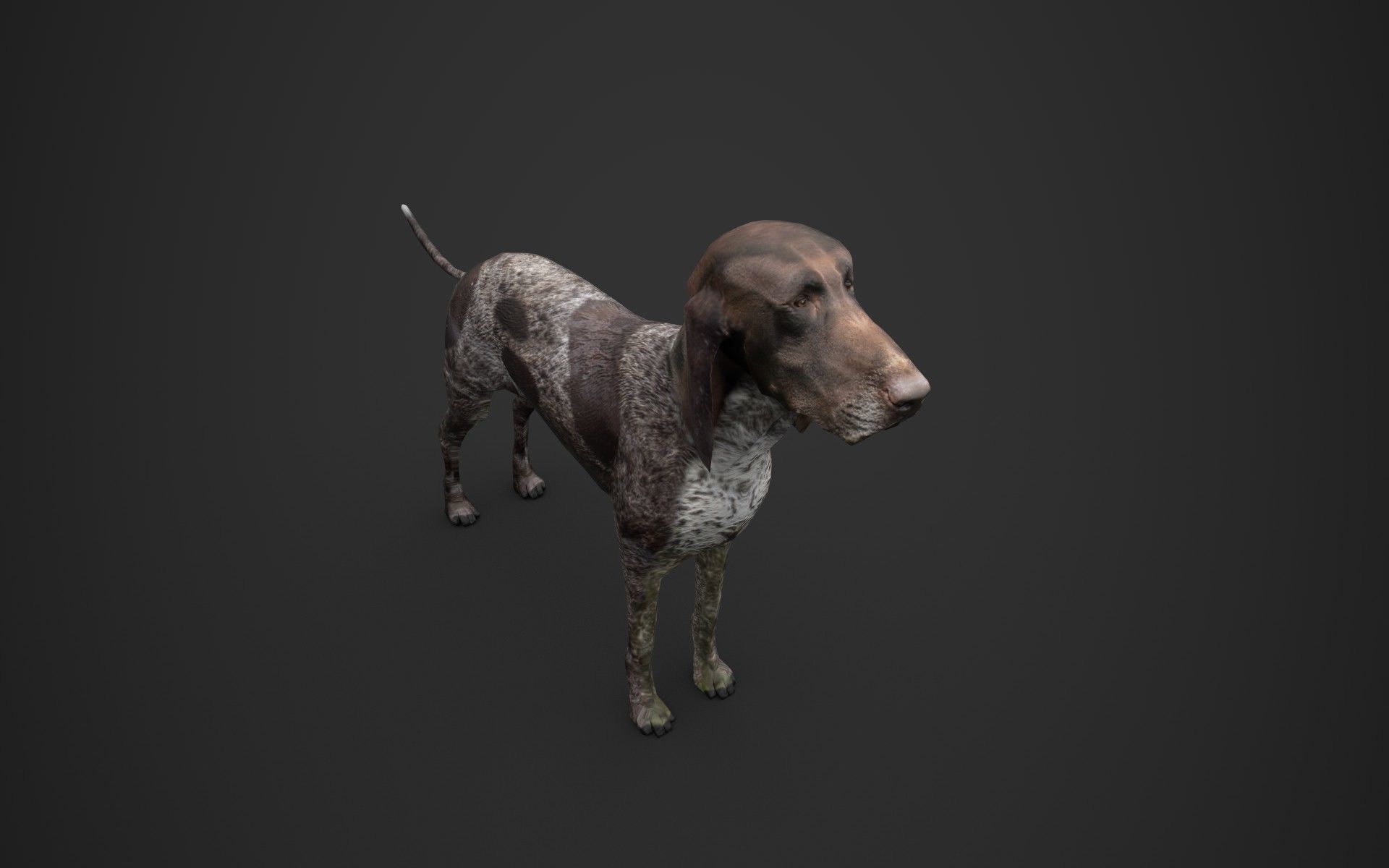 Dog low poly german shorthaired pointer Low-poly 3D model_1