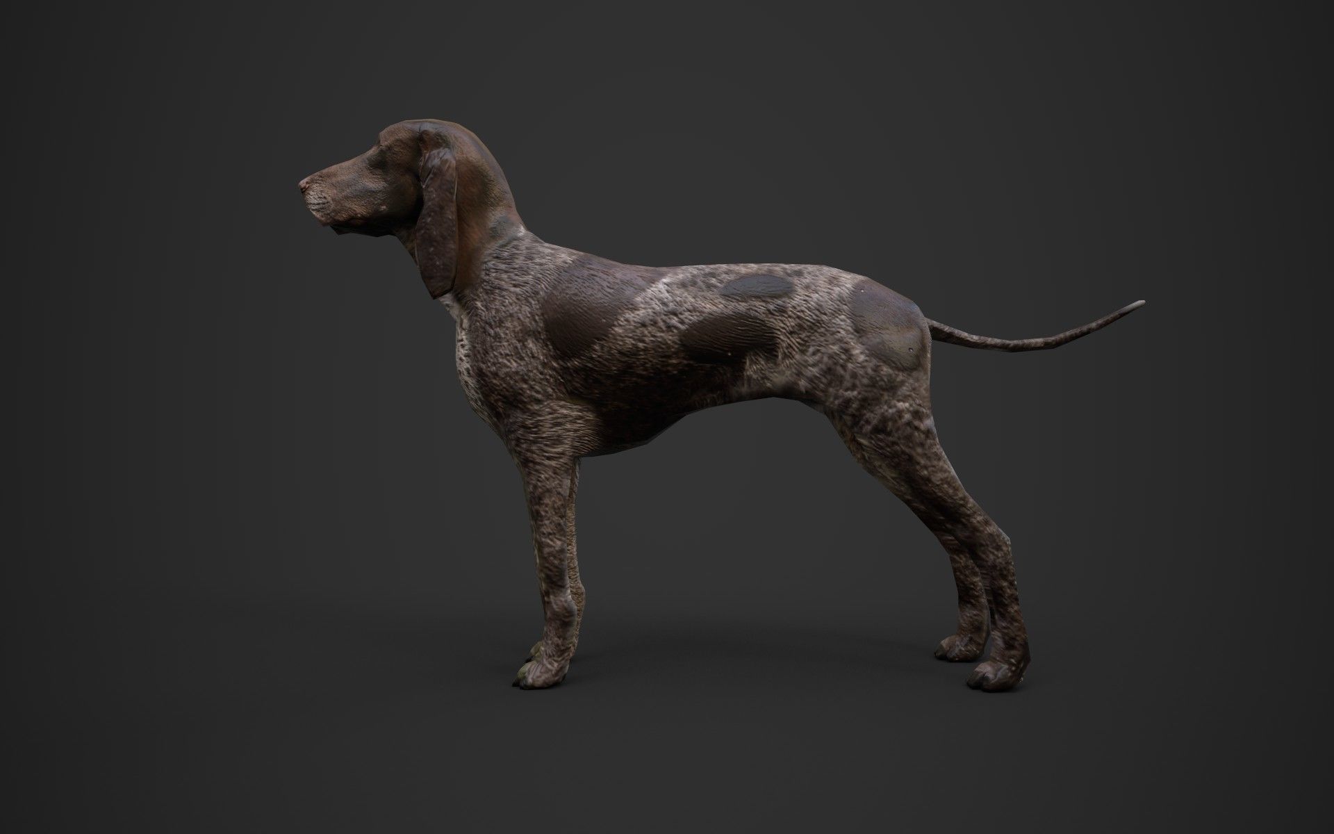 Dog low poly german shorthaired pointer Low-poly 3D model_4