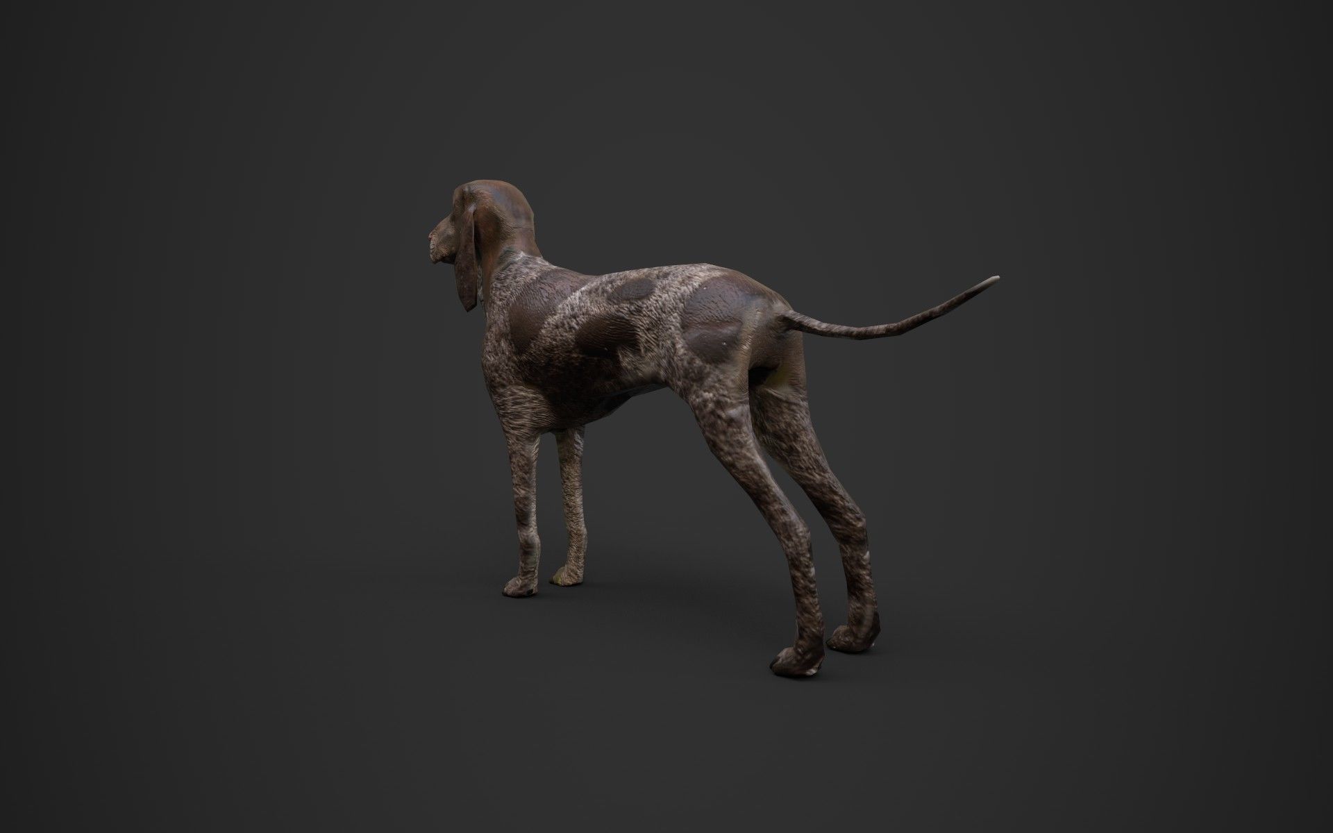 Dog low poly german shorthaired pointer Low-poly 3D model_5