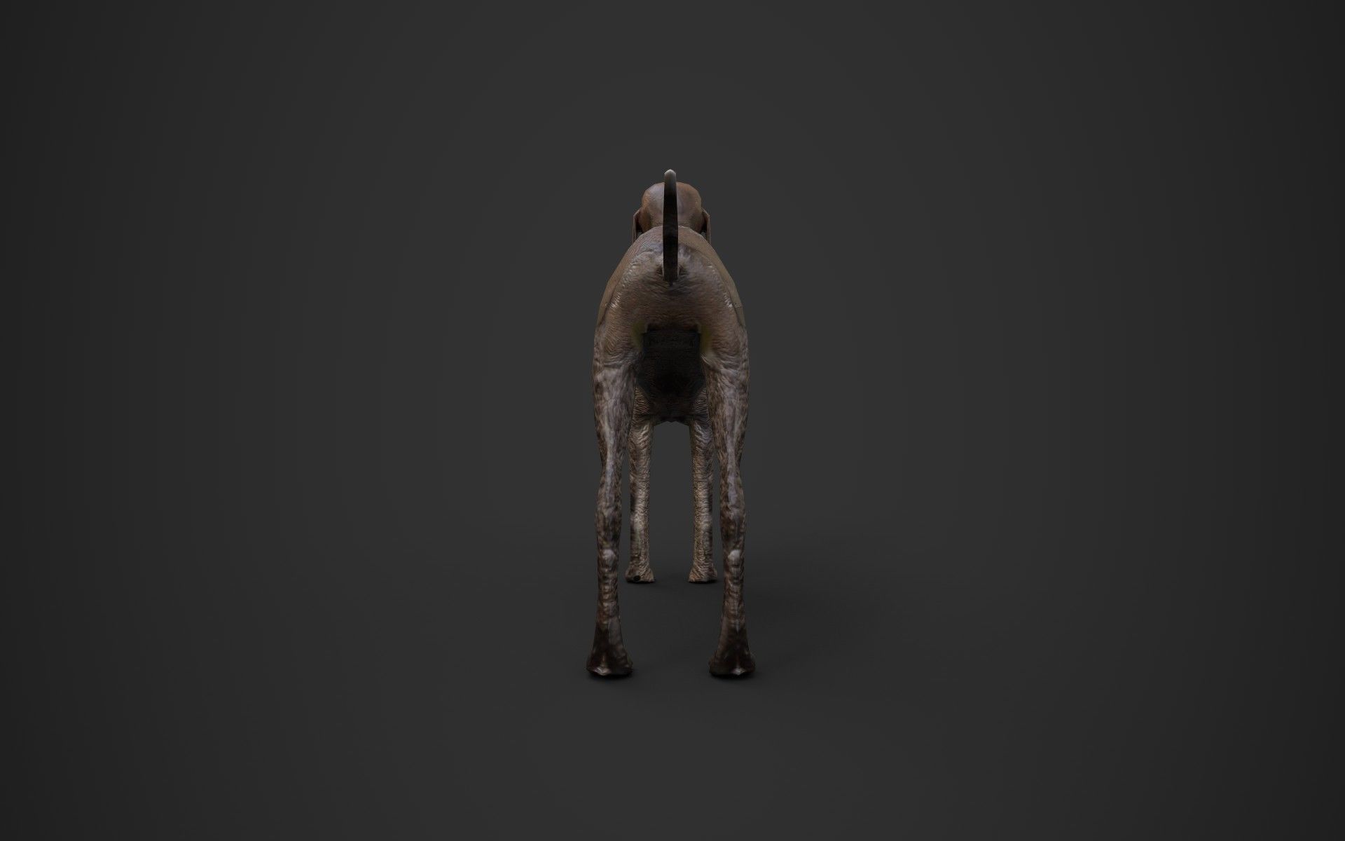 Dog low poly german shorthaired pointer Low-poly 3D model_8