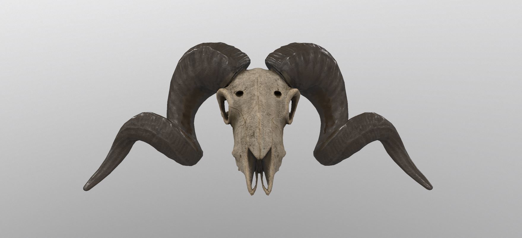 Sheep Skull 3d Model Low poly Game Ready Low-poly 3D model_4