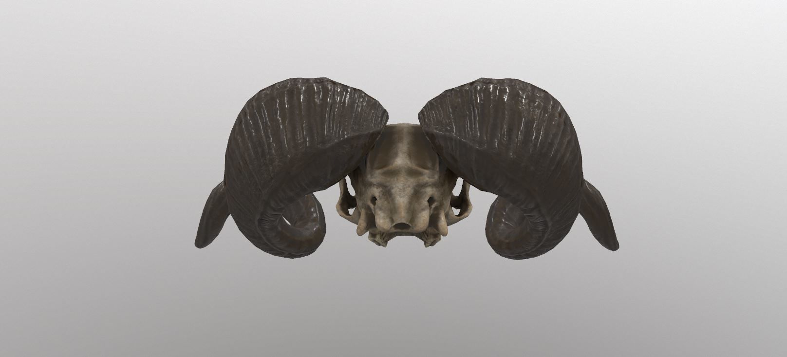 Sheep Skull 3d Model Low poly Game Ready Low-poly 3D model_7