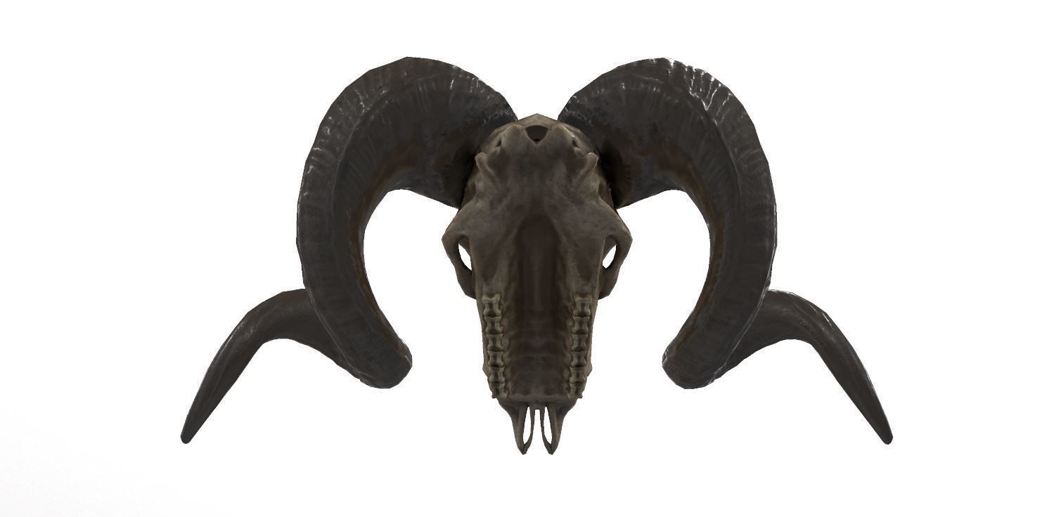 Sheep Skull 3d Model Low poly Game Ready Low-poly 3D model_5