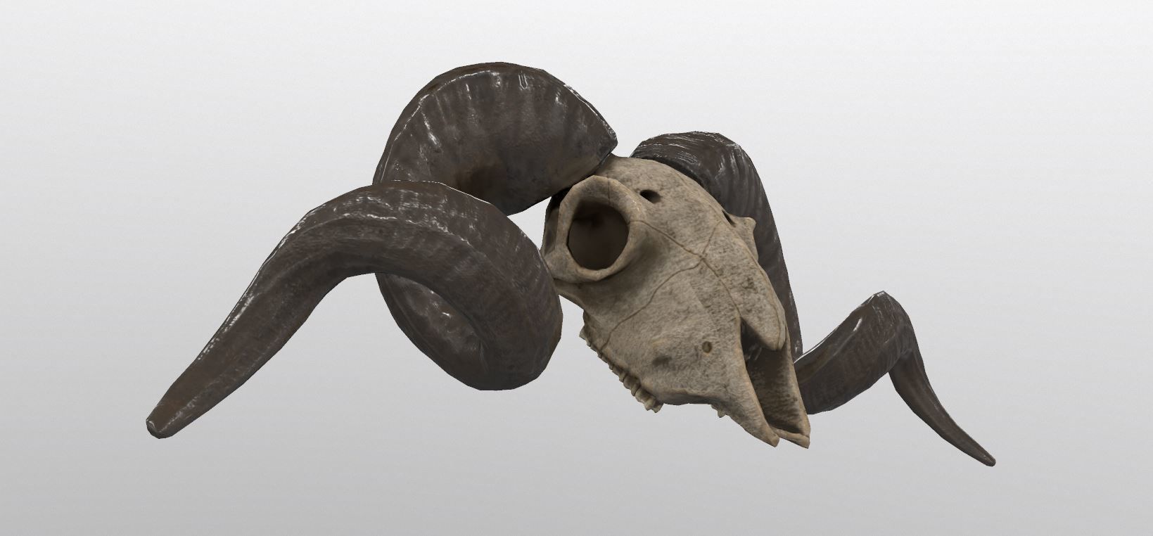 Sheep Skull 3d Model Low poly Game Ready Low-poly 3D model_9