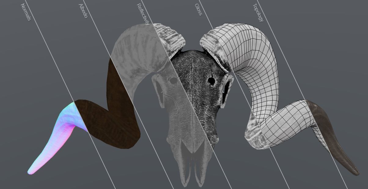 Sheep Skull 3d Model Low poly Game Ready Low-poly 3D model_3