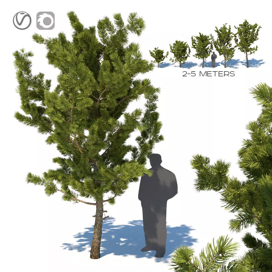 Young pines 3D model