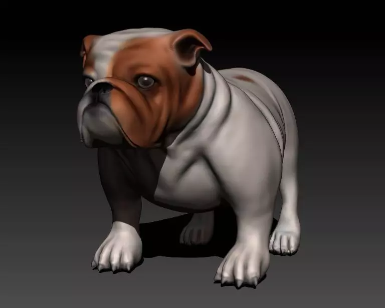English Bulldog Low-poly 3D model_0