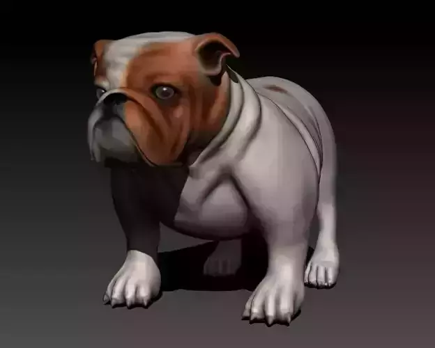 English Bulldog