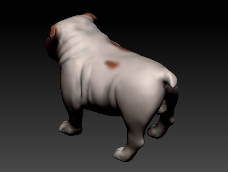English Bulldog Low-poly 3D model_1