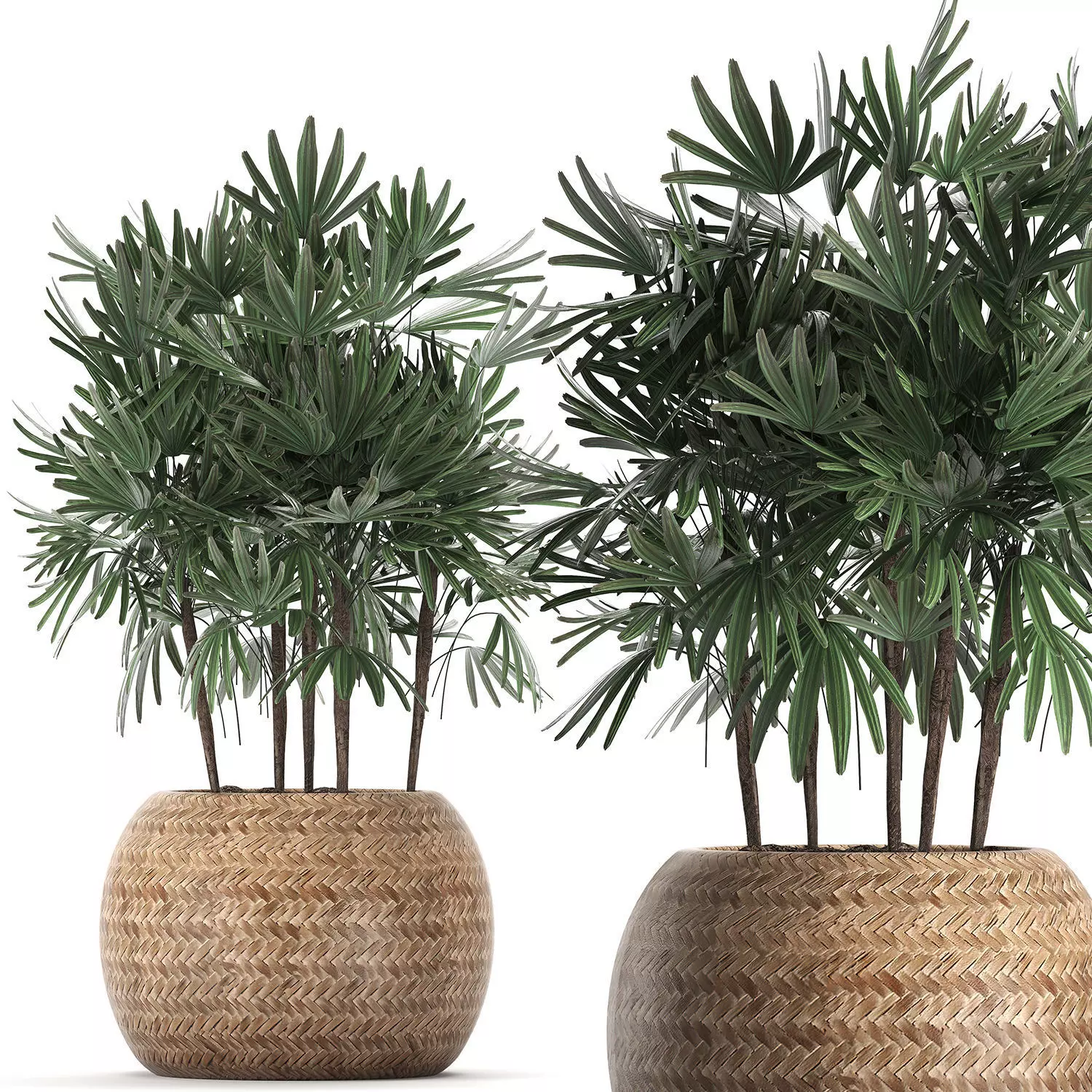 Decorative palm tree in a pot 416 3D model_0