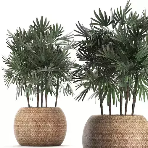 Decorative palm tree in a pot 416