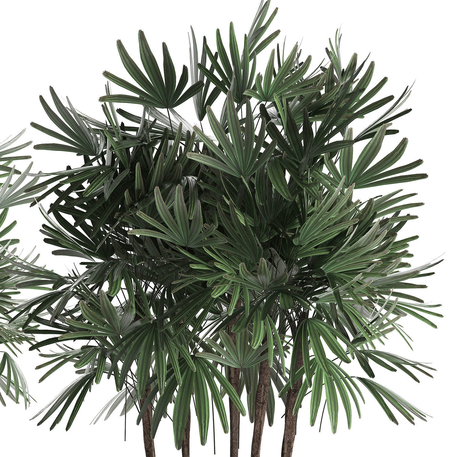 Decorative palm tree in a pot 416 3D model_4