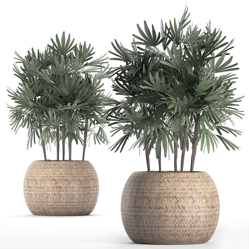 Decorative palm tree in a pot 416 3D model_6