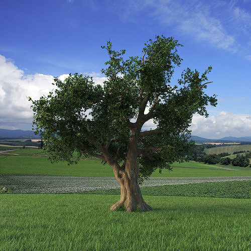 Oak like tree 9 meters mid poly  3D model