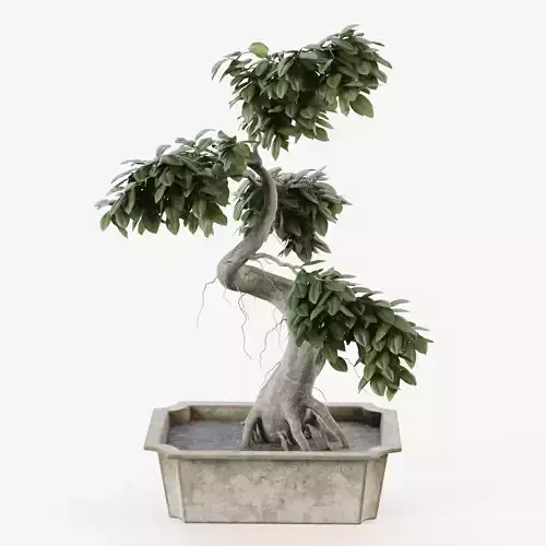 Bonsai Tree Ficus