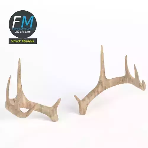Antlers deer 3D model