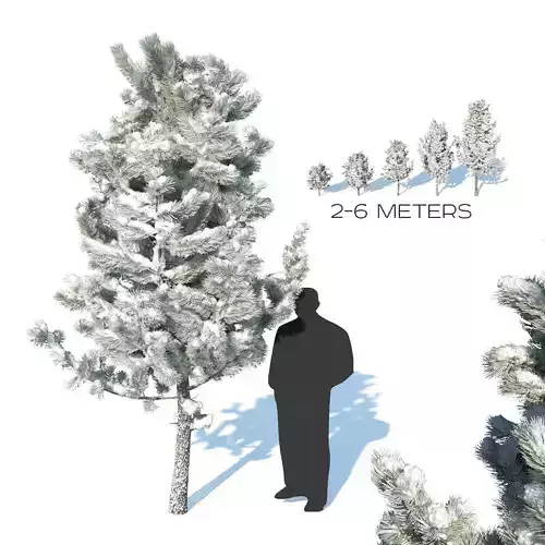 Pine trees in the snow 3D model