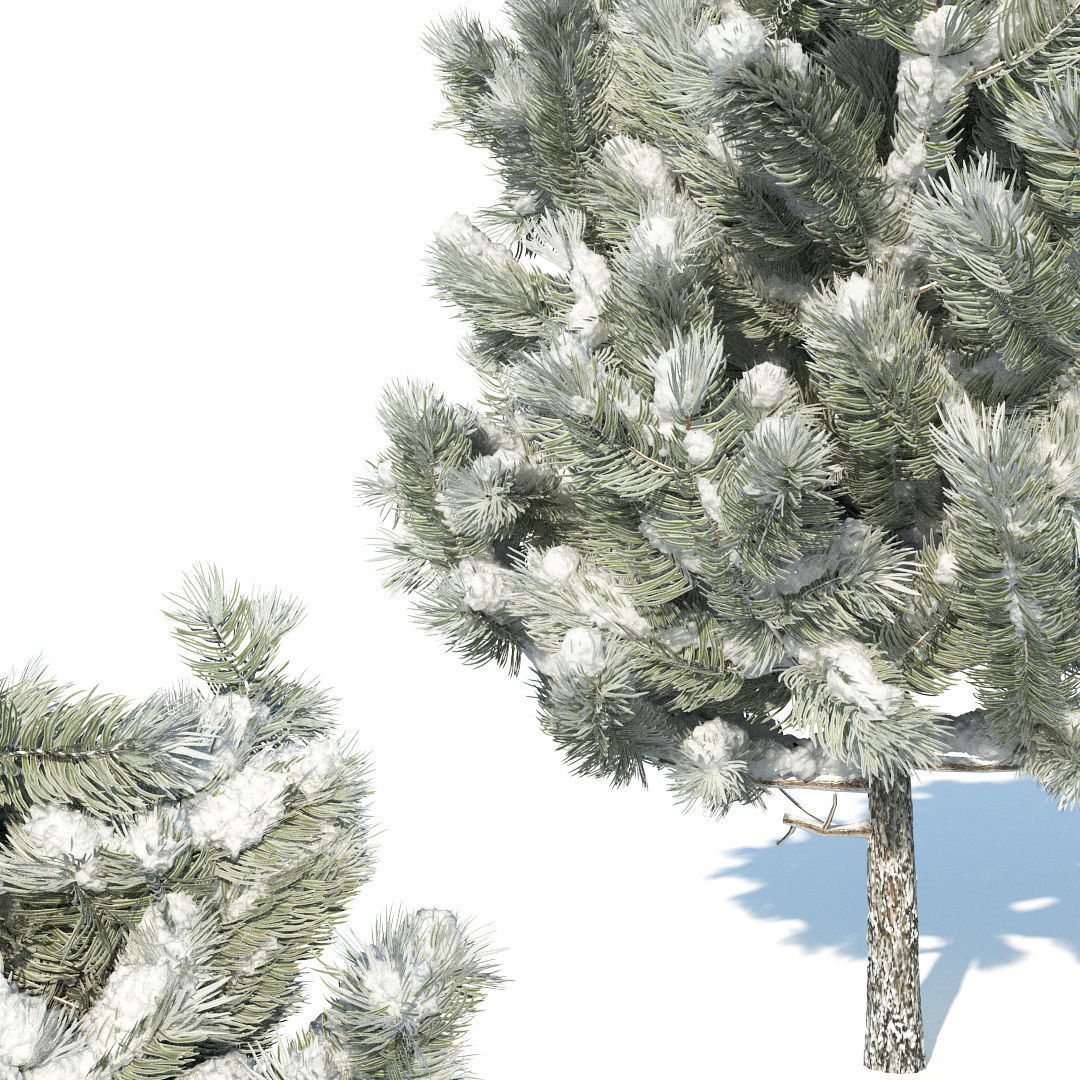 Pine trees in the snow 3D model_2