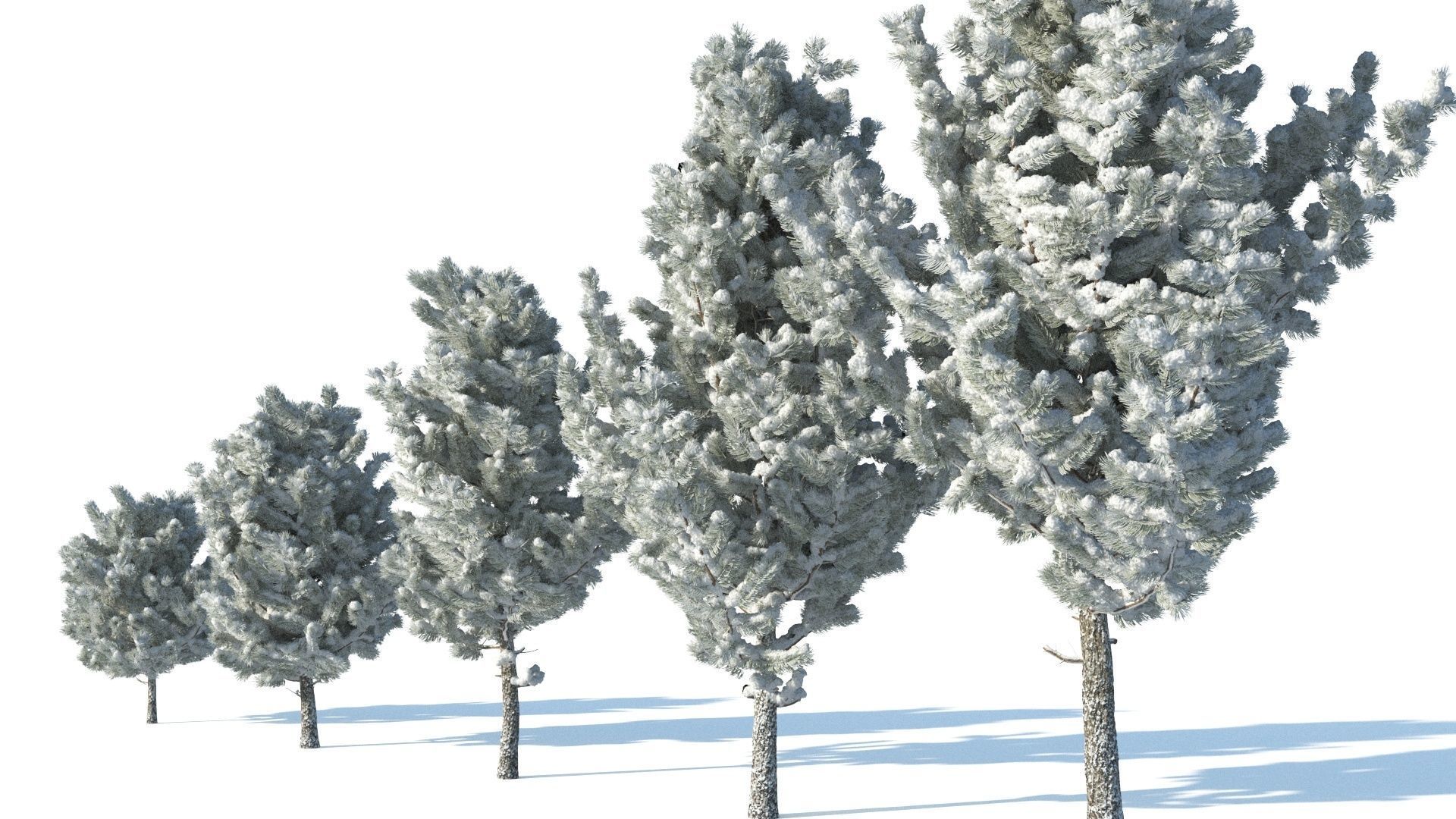 Pine trees in the snow 3D model_4