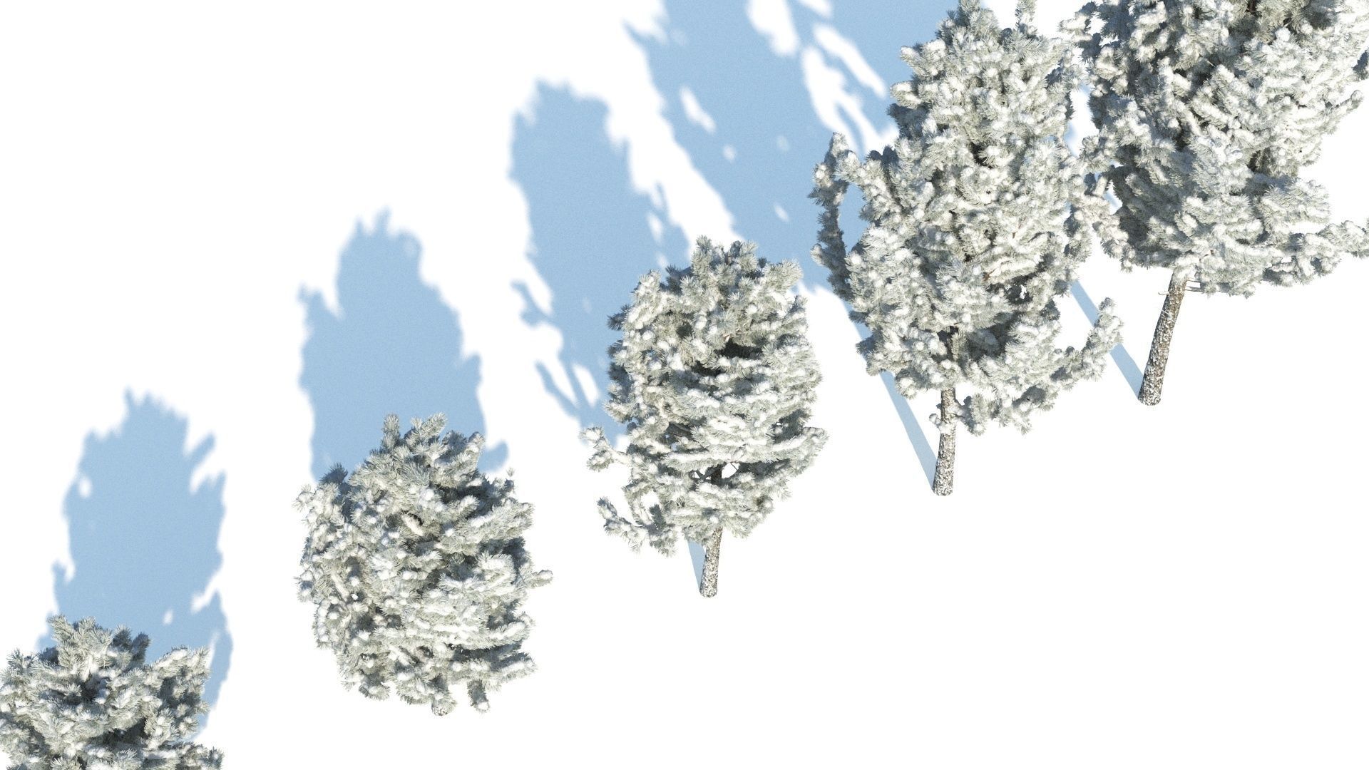 Pine trees in the snow 3D model_3