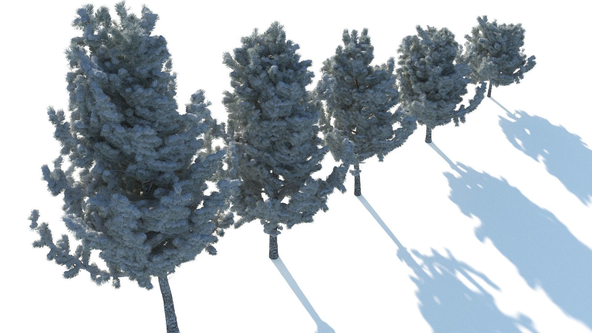 Pine trees in the snow 3D model_5