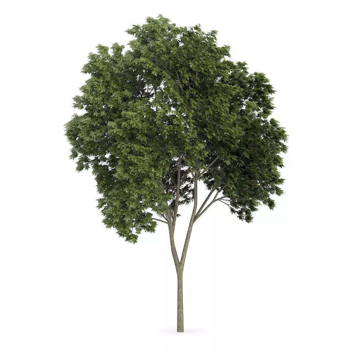 Austrian oak 1 3D model_0