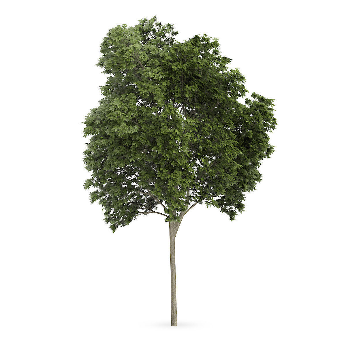 Austrian oak 1 3D model_2