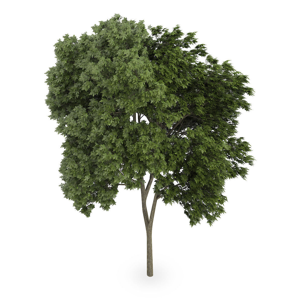 Austrian oak 1 3D model_4