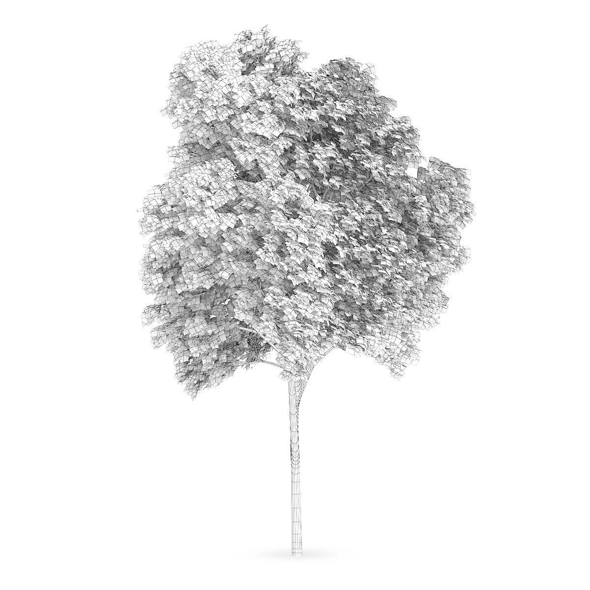 Austrian oak 1 3D model_3