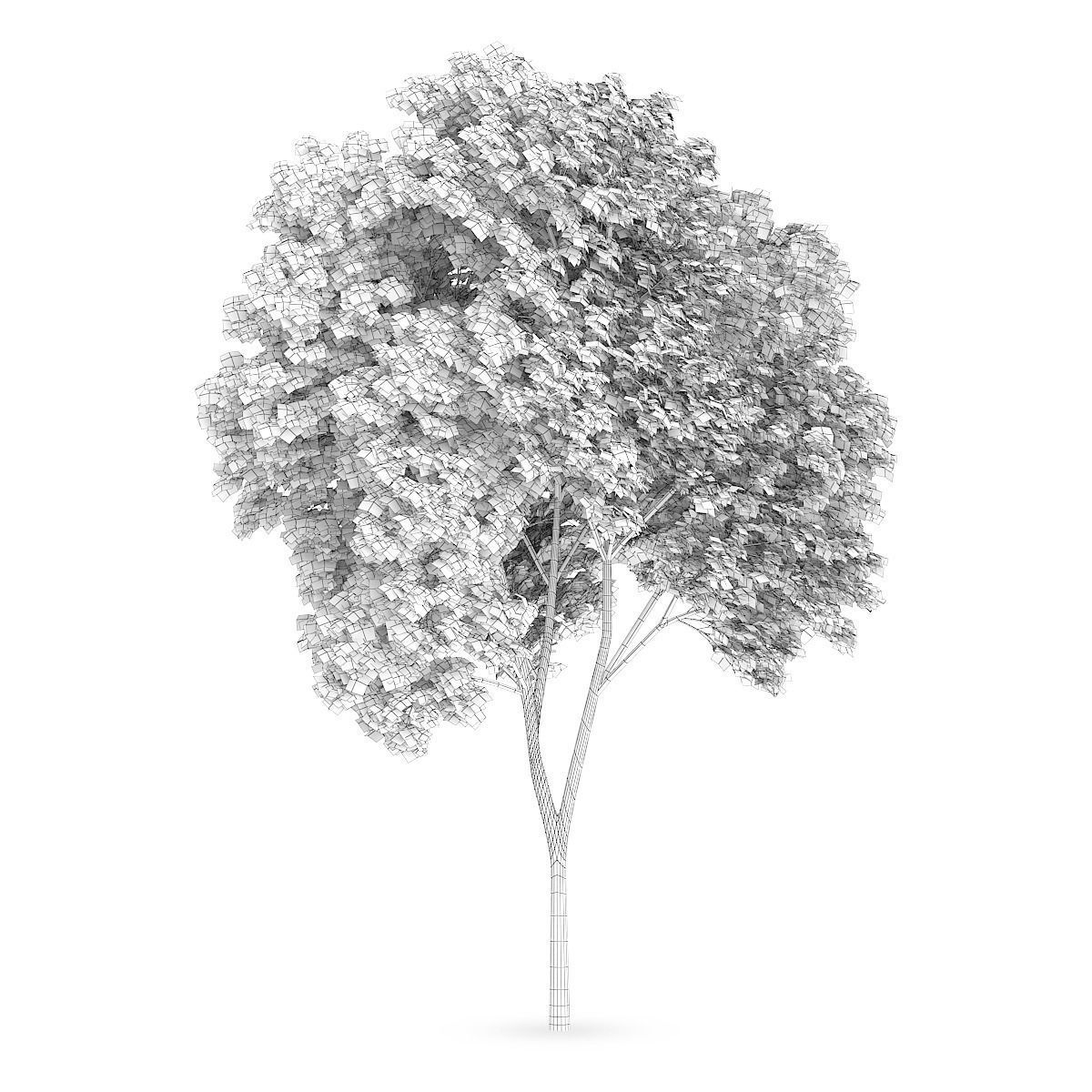 Austrian oak 1 3D model_1