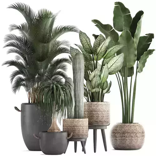 Collection of exotic palm trees in concrete pots 417
