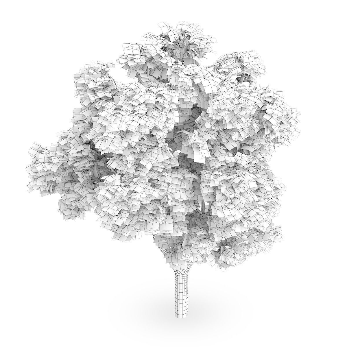 Sycamore Maple 3D model_5