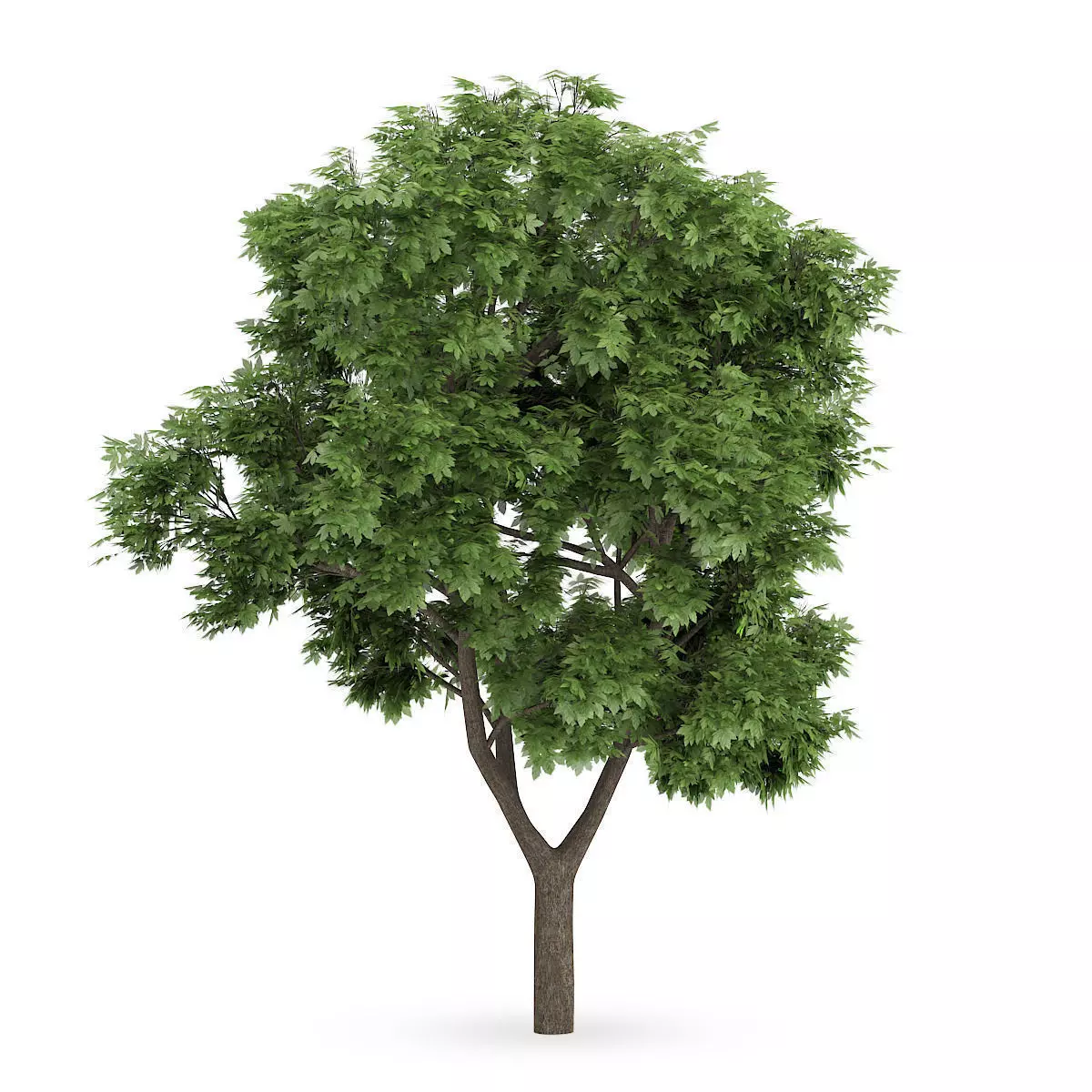 Sycamore Maple 3D model_0