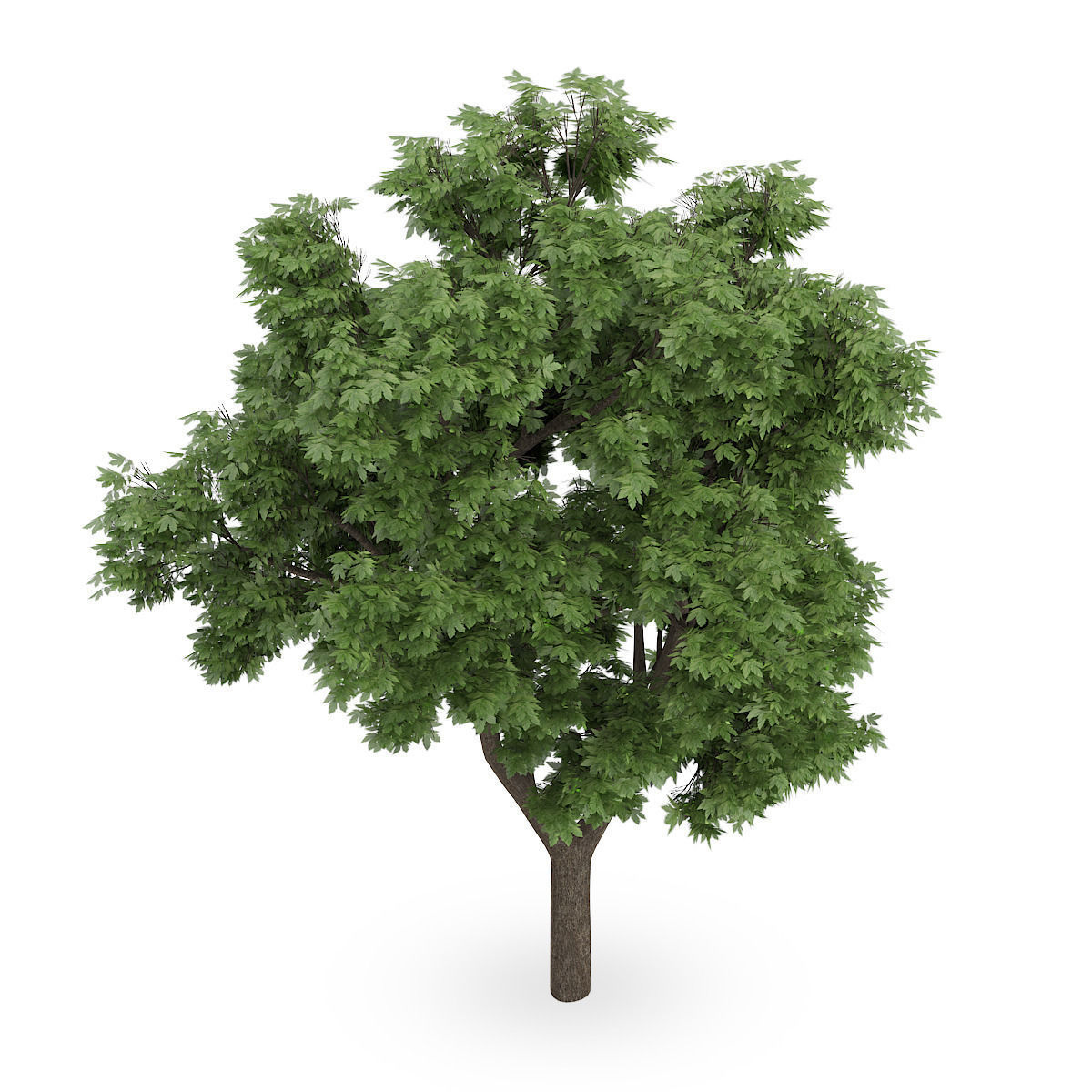 Sycamore Maple 3D model_2