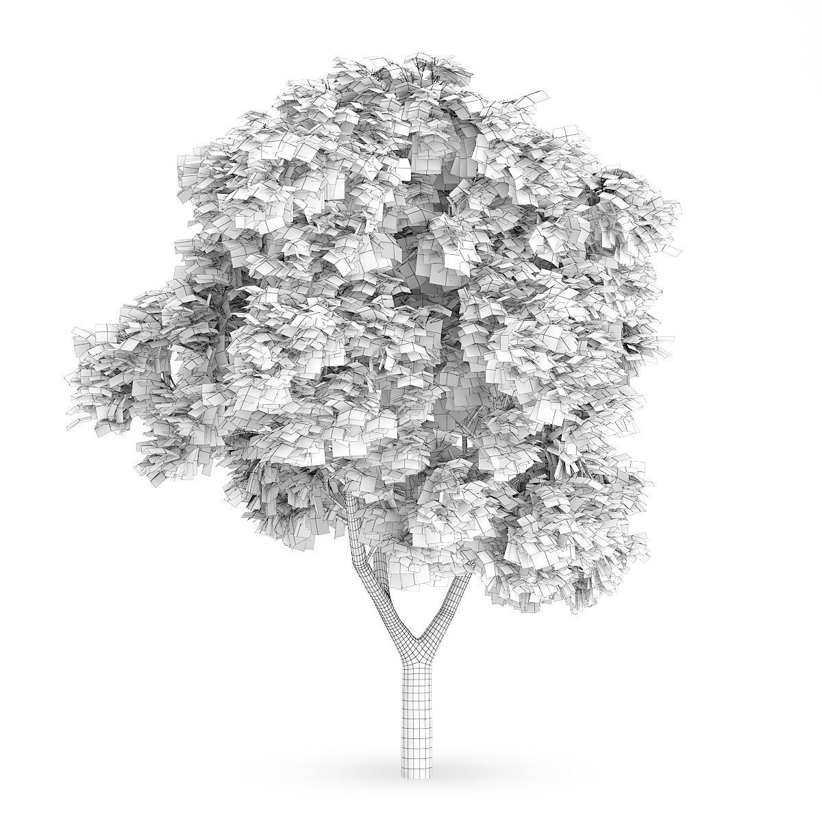 Sycamore Maple 3D model_1