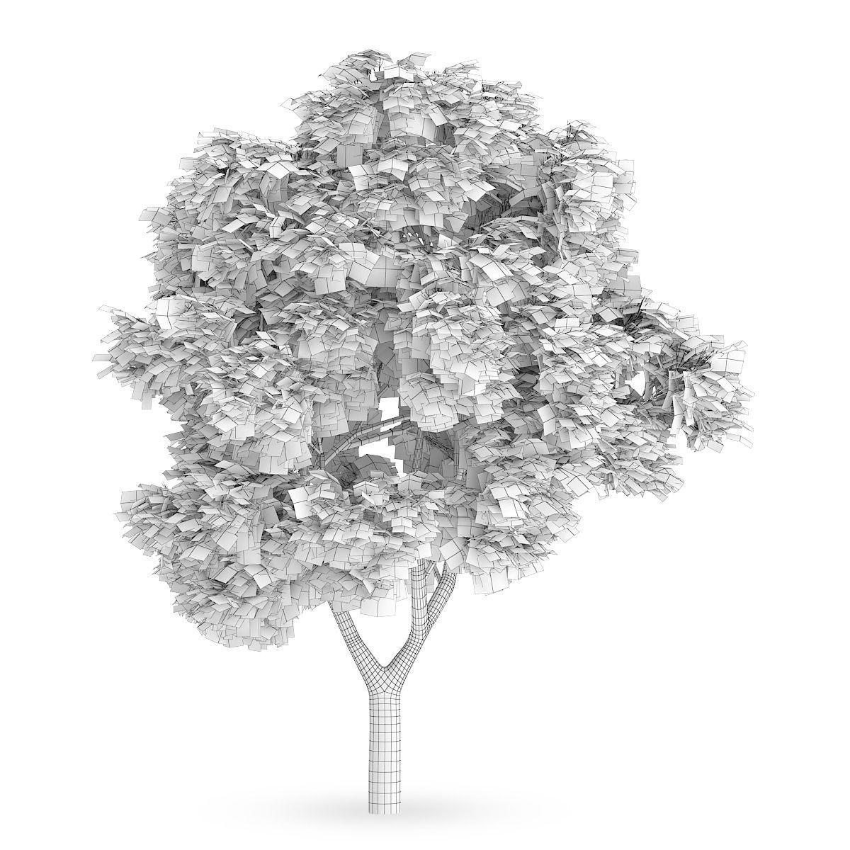 Sycamore Maple 3D model_3