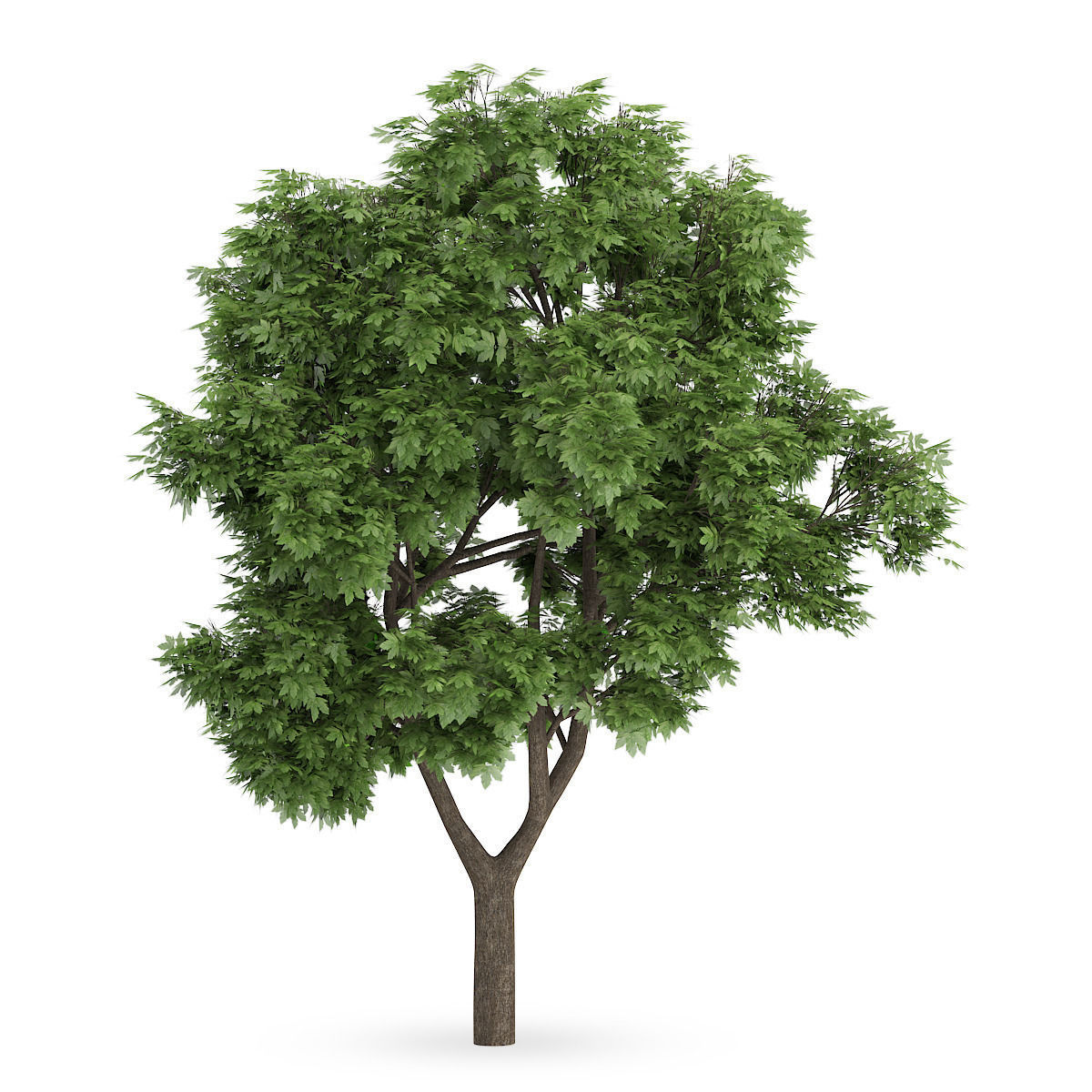 Sycamore Maple 3D model_4