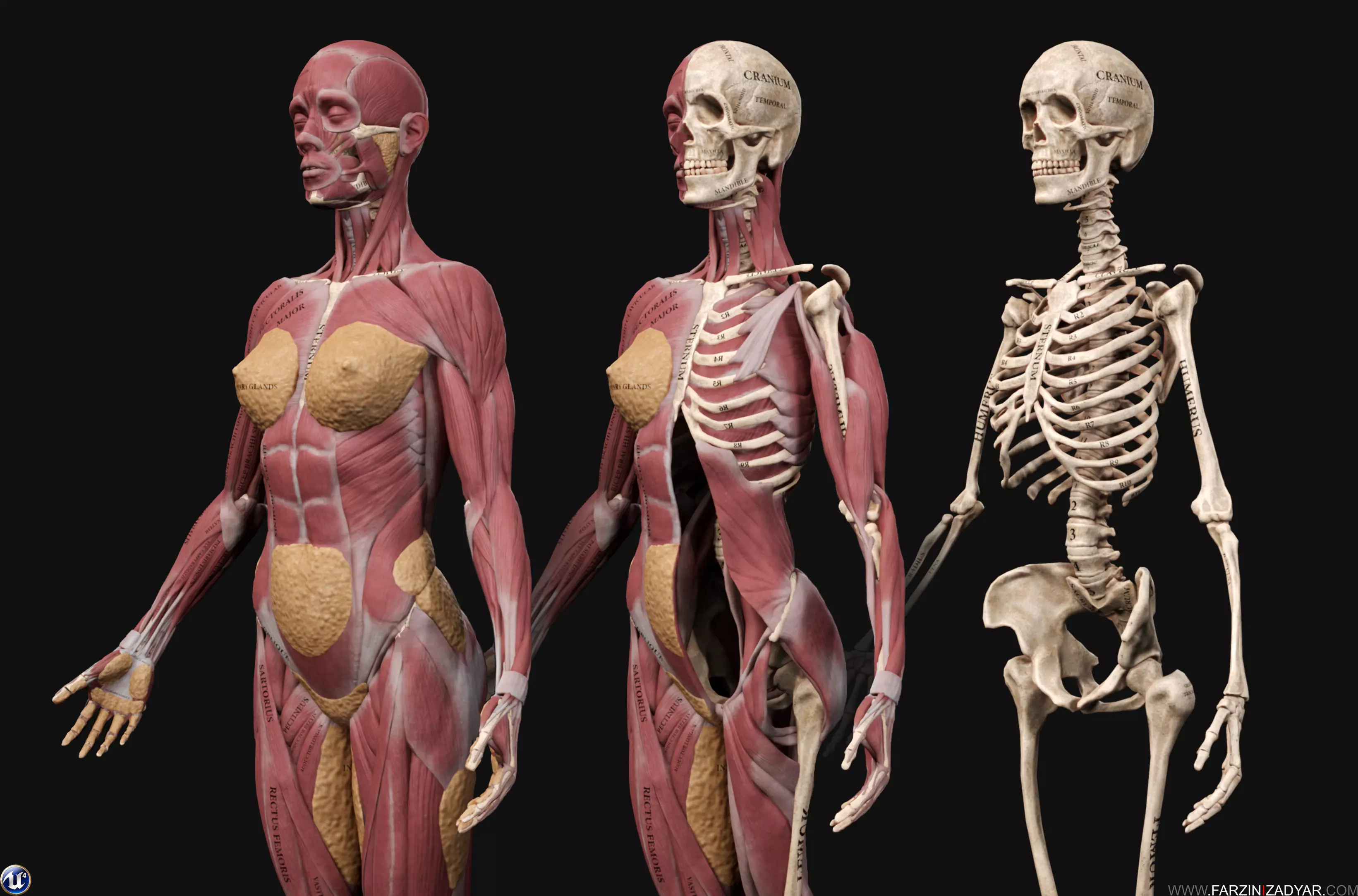 Female Anatomy Kit Low-poly 3D model_0