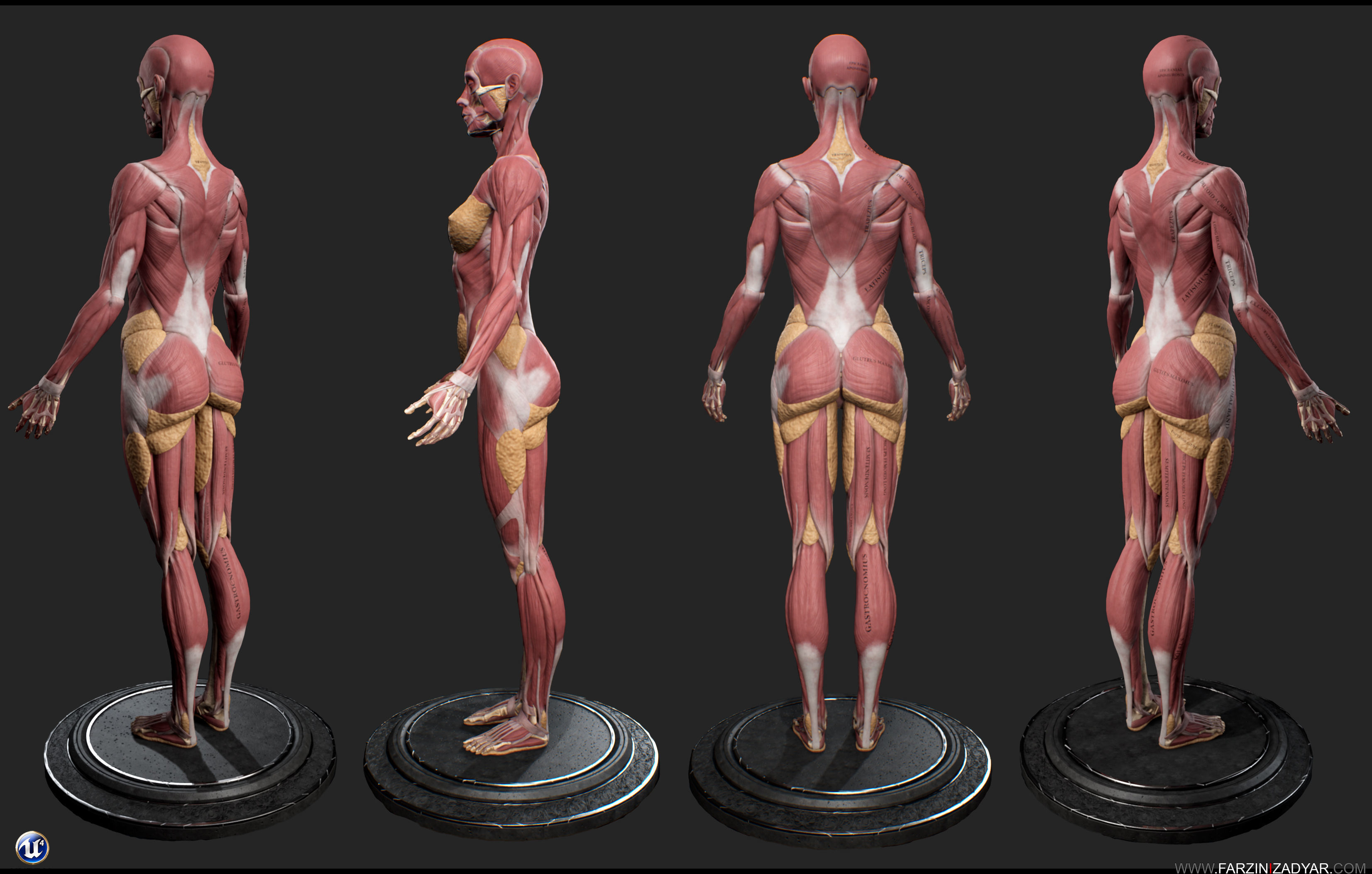 Female Anatomy Kit Low-poly 3D model_8