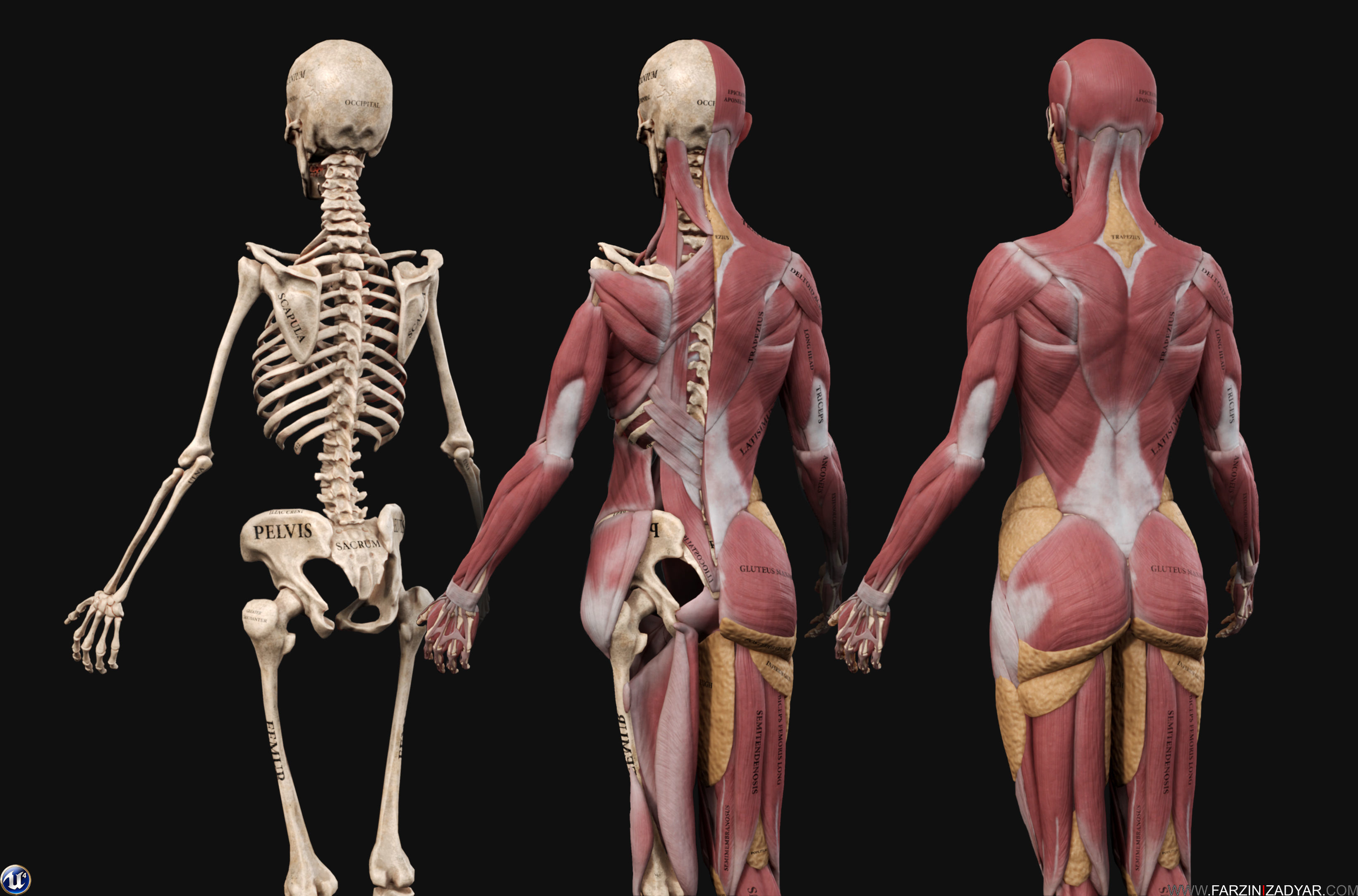 Female Anatomy Kit Low-poly 3D model_5