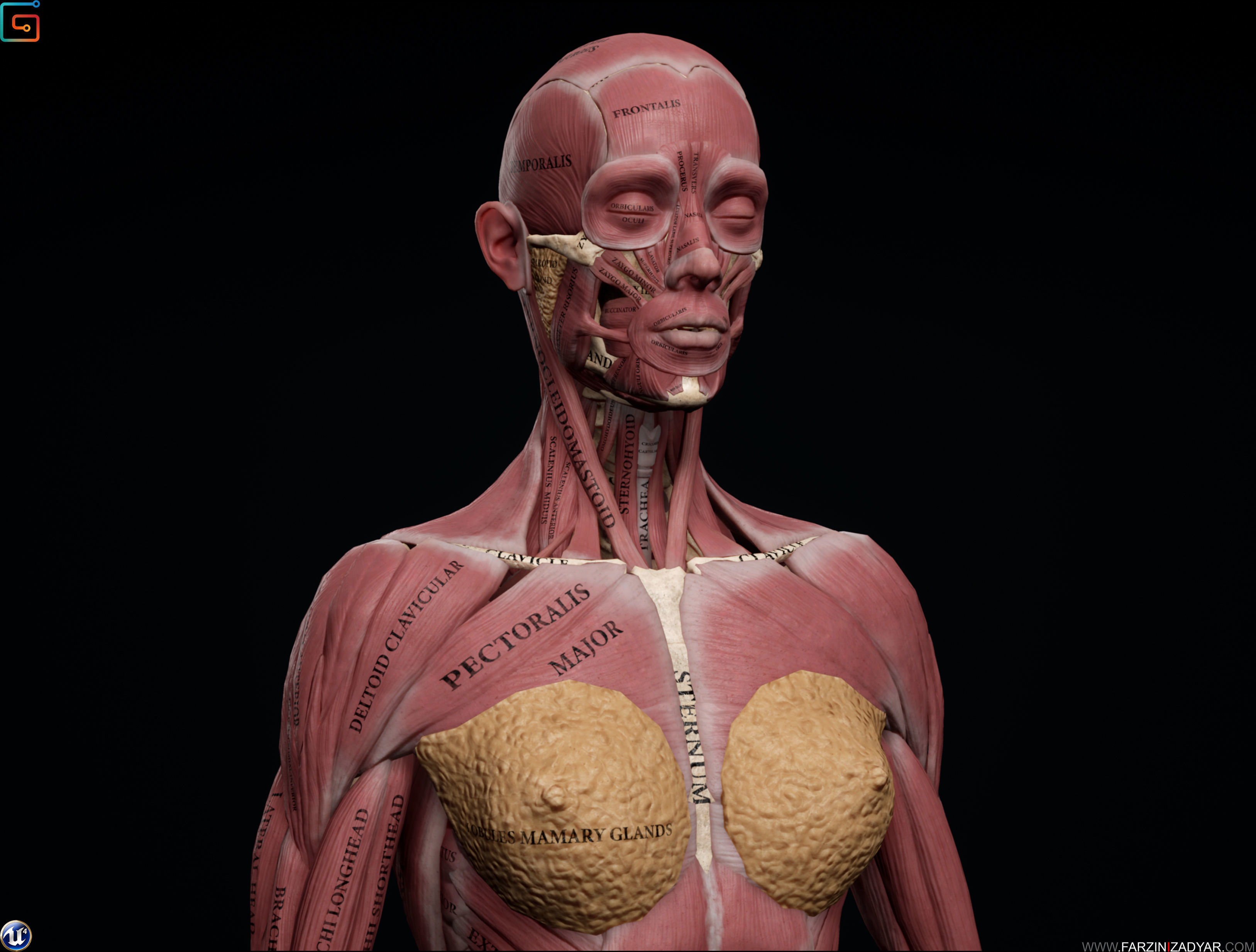 Female Anatomy Kit Low-poly 3D model_6