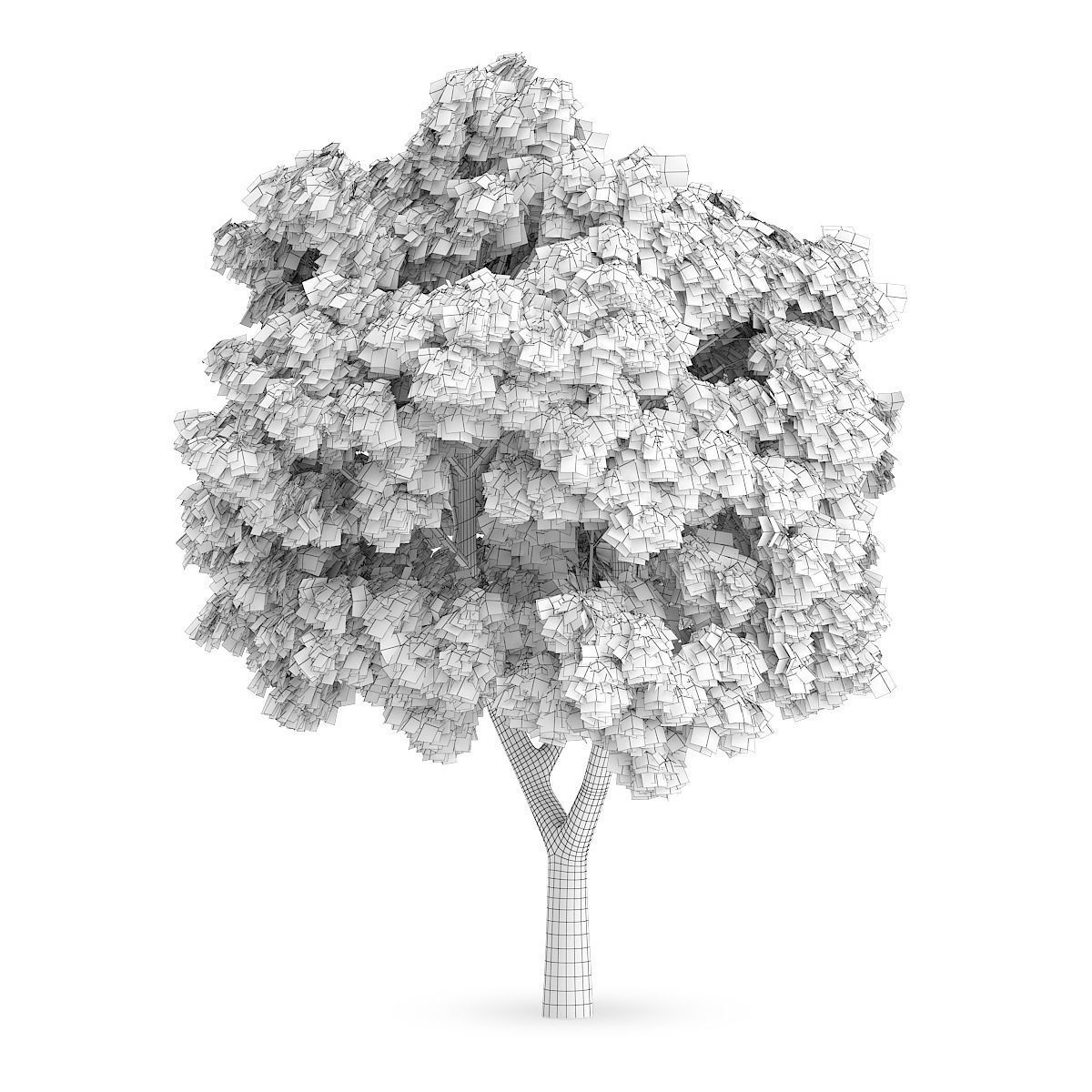 Sycamore Maple 1 3D model_3