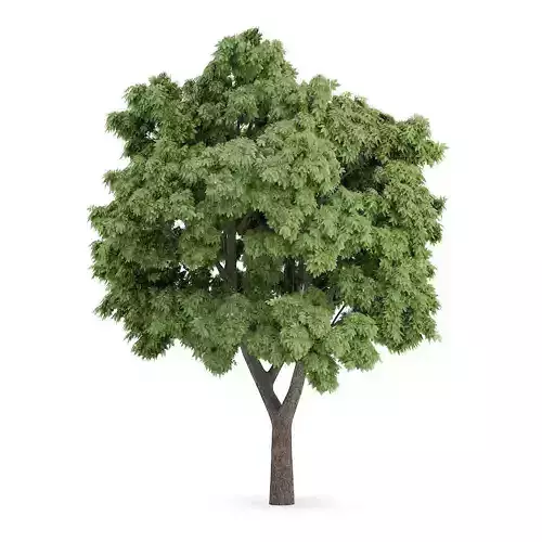 Sycamore Maple 1 3D model