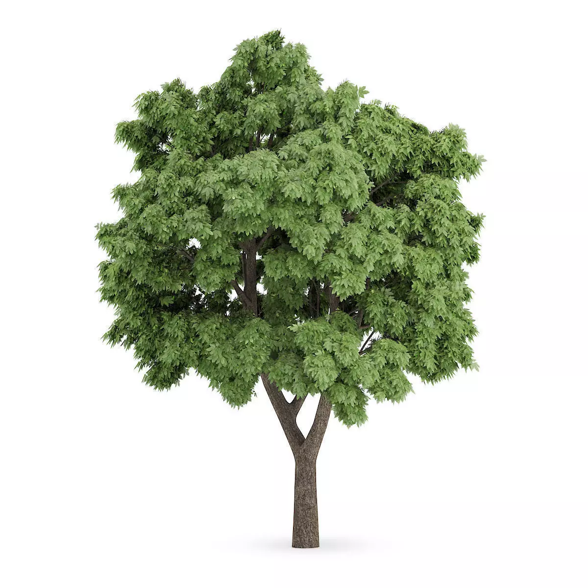 Sycamore Maple 1 3D model_0